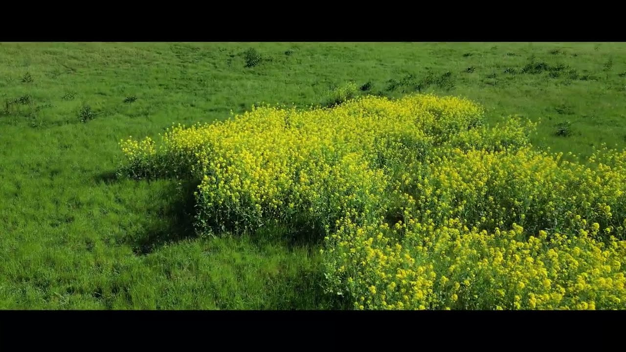 MV: Yêu Dấu Chưa Nguôi - RF (St: Trầm Tử Thiêng)