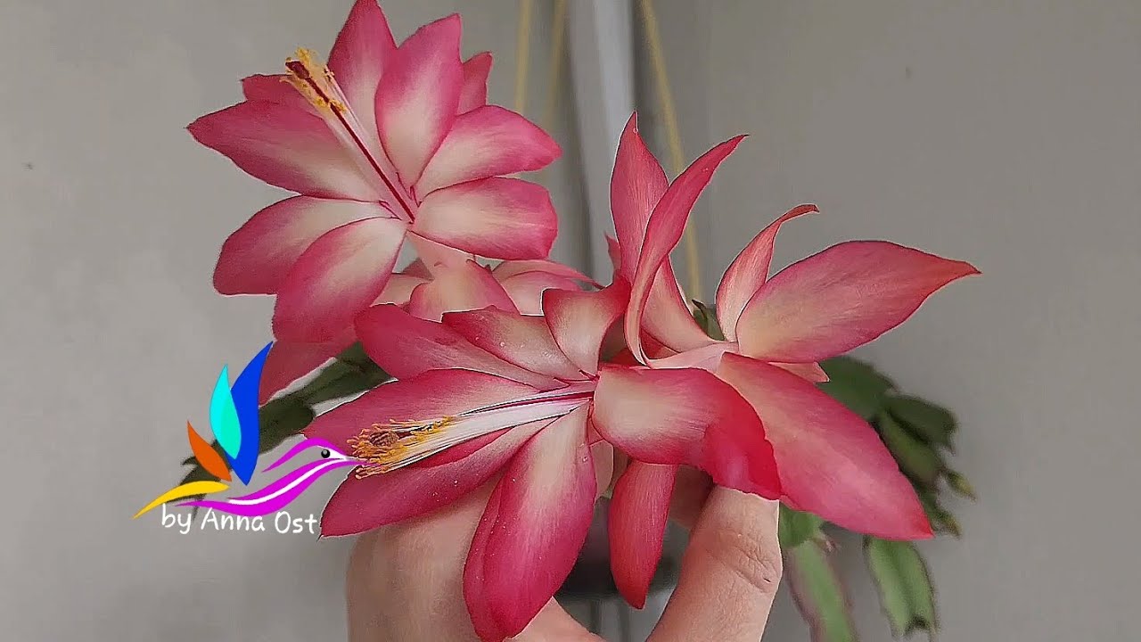 Шлюмбергера Frony  #шлюмбергераFrony #schlumbergera #Frony #моицветы   #герагибис #geragibis