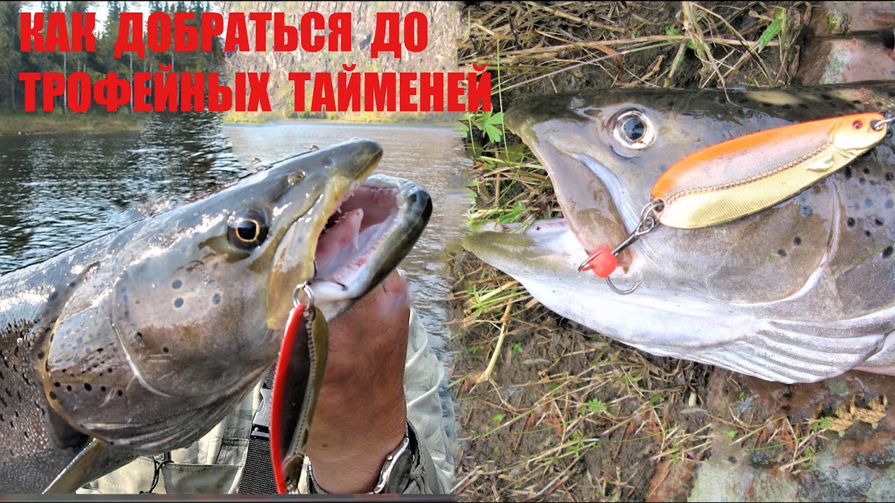 ЛОВИМ ТАЙМЕНЯ. Советы бывалых таймешатников. Готовимся к дальним рыболовным экспедициям. Фильм №1