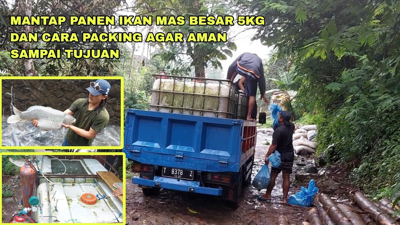 MANTAP PANEN IKAN MAS BESAR 5KG DAN CARA PACKING AGAR AMAN SAMPAI TUJUAN