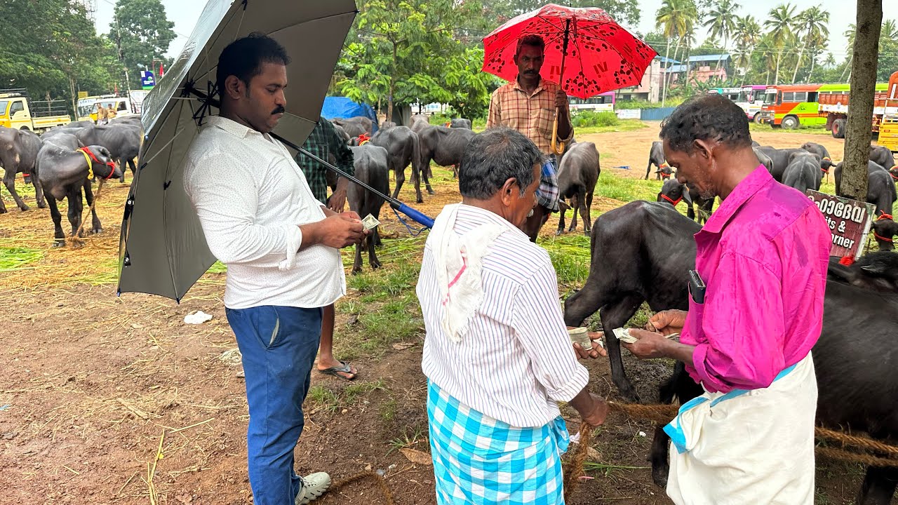 ഈ കച്ചവടക്കാരന് ലാഭം വേണ്ട, പോത്തുക്കളെ 11000 രൂപ മുതൽ ആറ്റിങ്ങൽ പോത്ത് ചന്ത