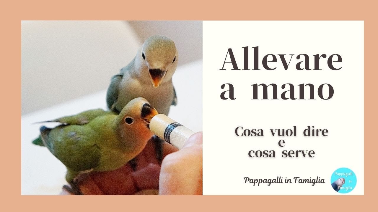 Allevare a mano (Cosa vuol dire e cosa serve)