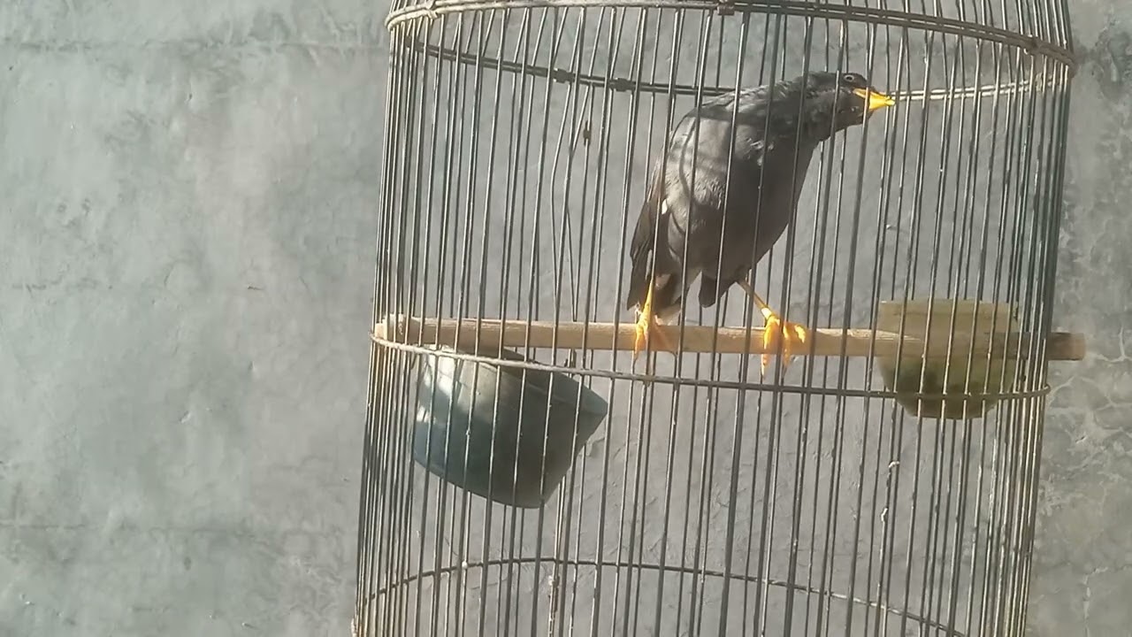 Jalak kebo Jantan Mata kuning 