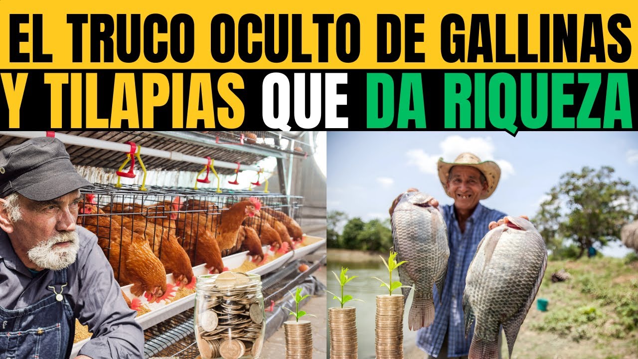 El Secreto para Criar Tilapias Junto a Tus Gallinas y Tener Carne y Pescado Y GENERAR RIQUEZAS