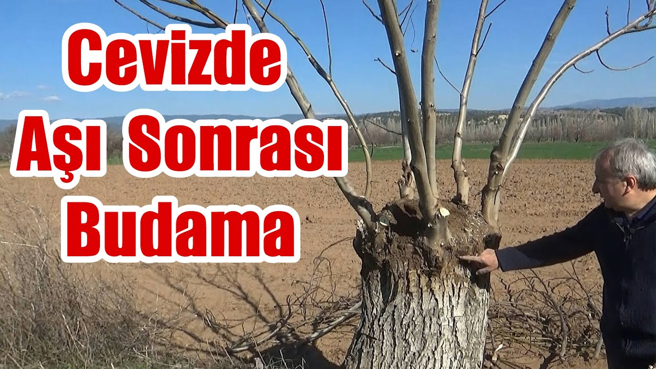 Ceviz nasıl budanır - Cevizde aşı sonrası budama