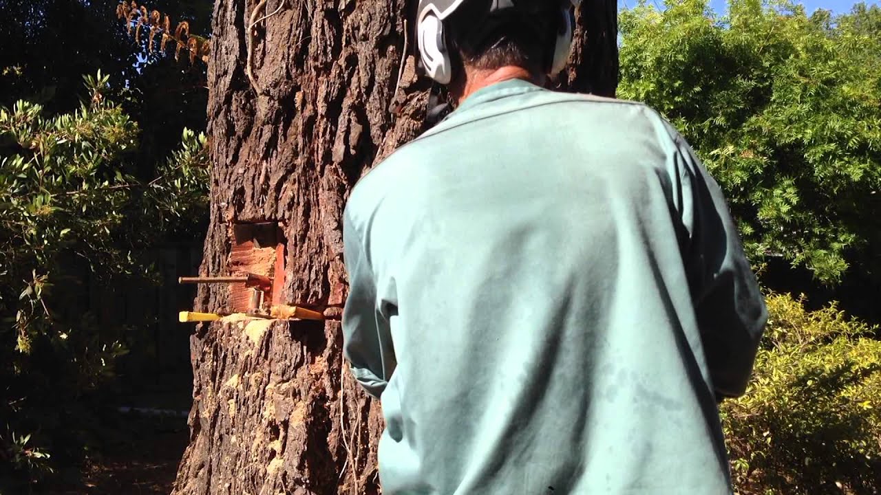 Felling a DANGEROUS Leaning Tree