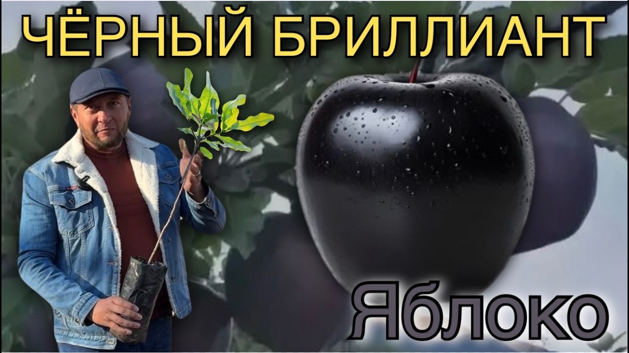 Чёрный бриллиант. Bozorda juda mashhur bo‘lgan Qora Shahzoda olma koʻchatlari va Xandon PISTA.
