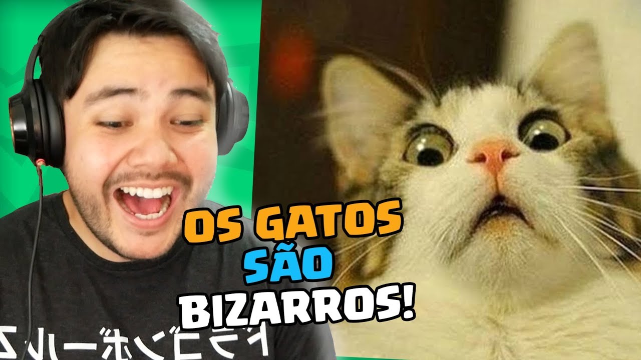 TENTE NÃO DAR RISADA - Versão GATOS! Eles SÃO BIZARROS!