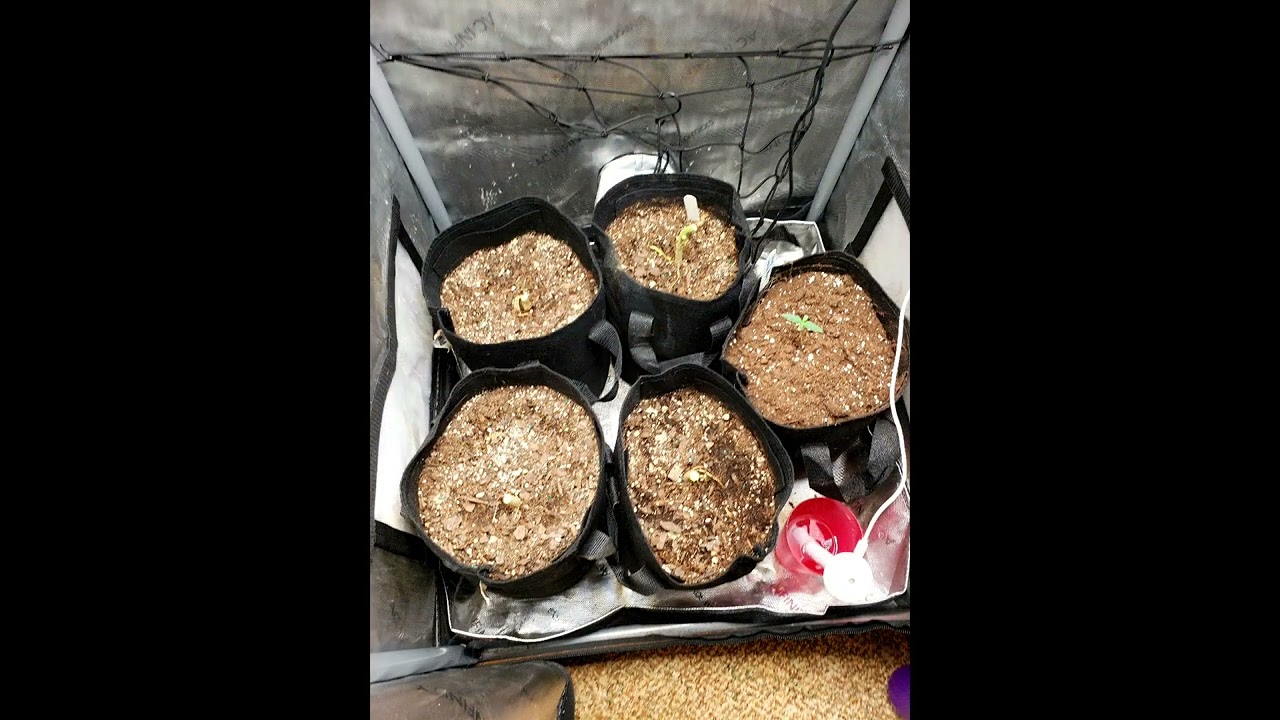 harvested 2nd grow! 3rd begun fever ray dry & dusty with a boomer learning to grow series