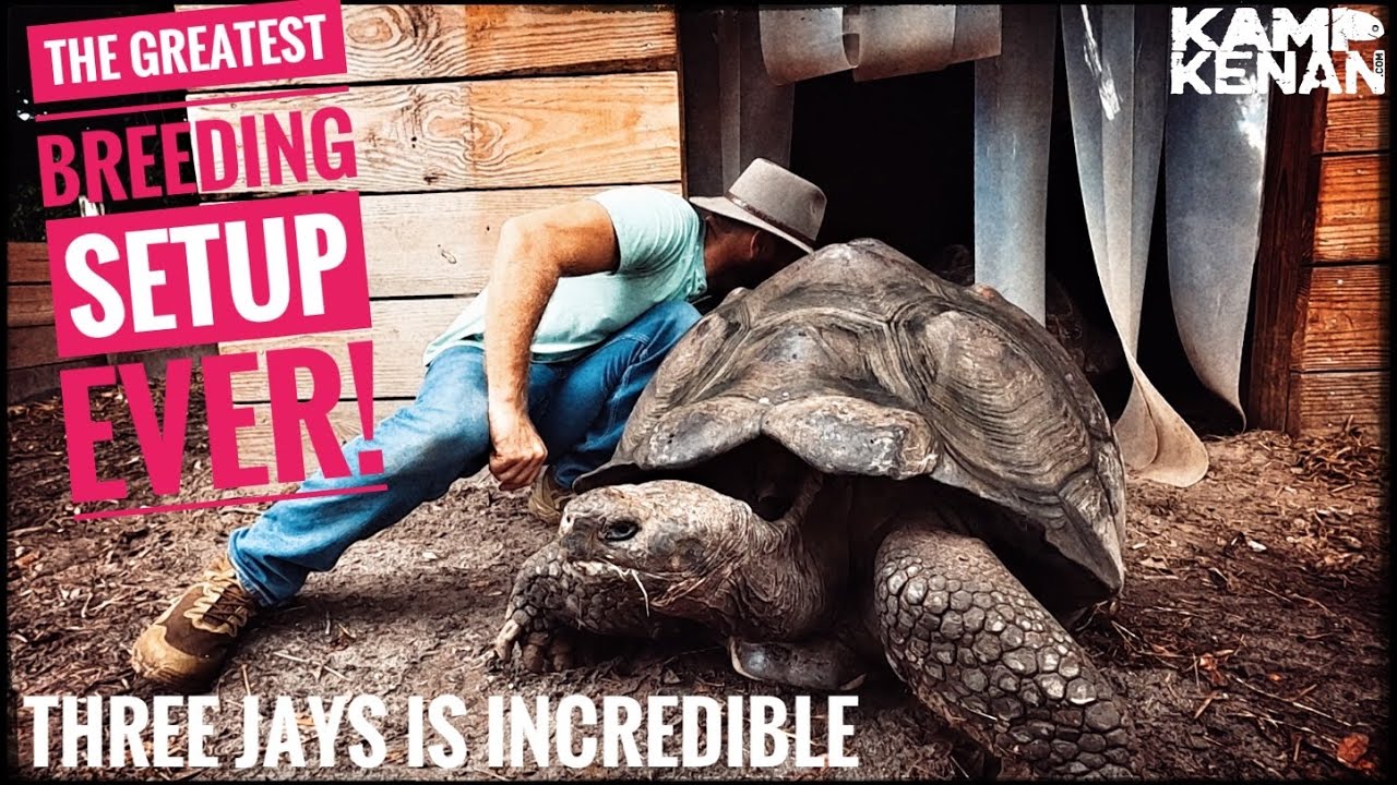 This Guy's Giant Tortoise Sanctuary is Incredible!