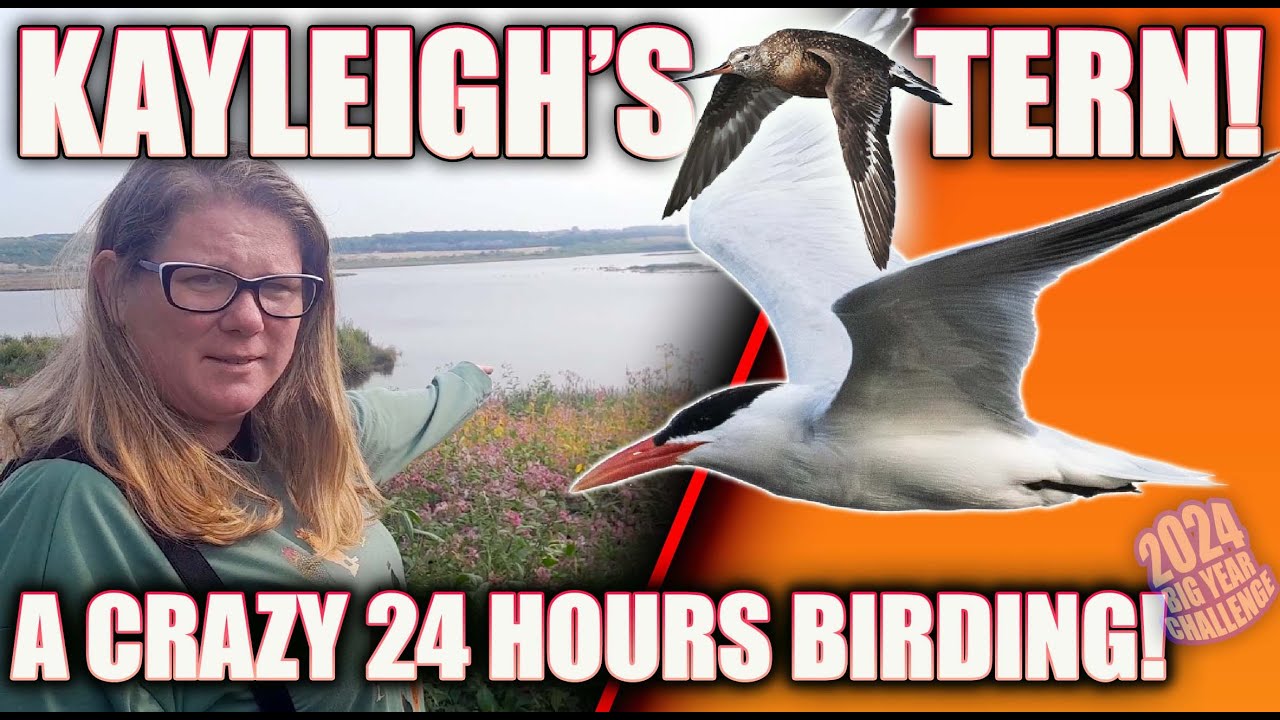 KAYLEIGH GETS A MEGA RARE BIRD! AND WE LOOK FOR THE WORLDS BIGGEST TERN!