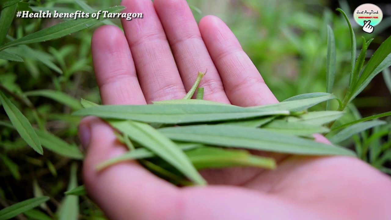 Tarragon Teas | King of All Herbs