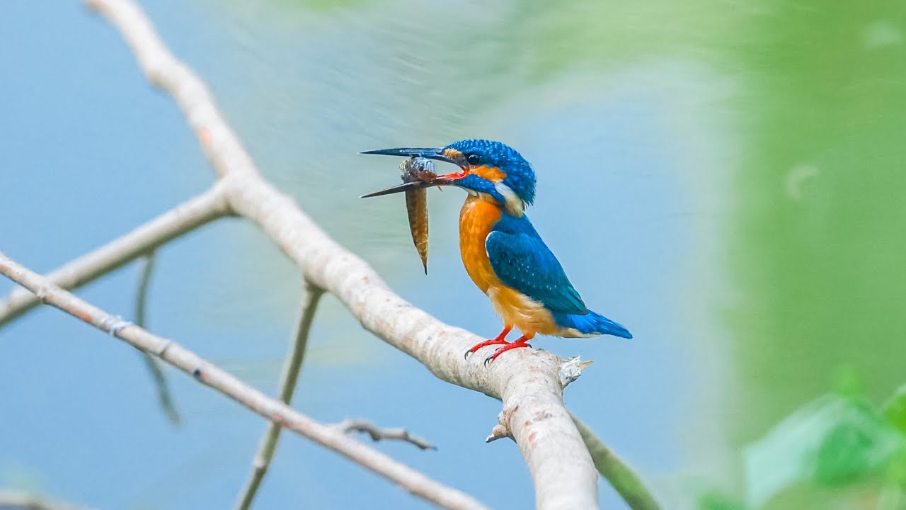 Lumix GH5 Wildlife | Beautiful Birds | Nature Video| Panasonic Gh5