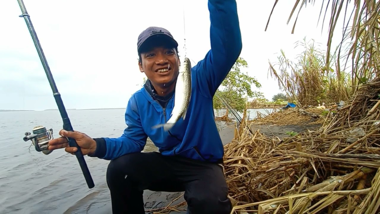 Ikan raus makan Umpan, Mancing di muara pantai trisik panen ikan belanak