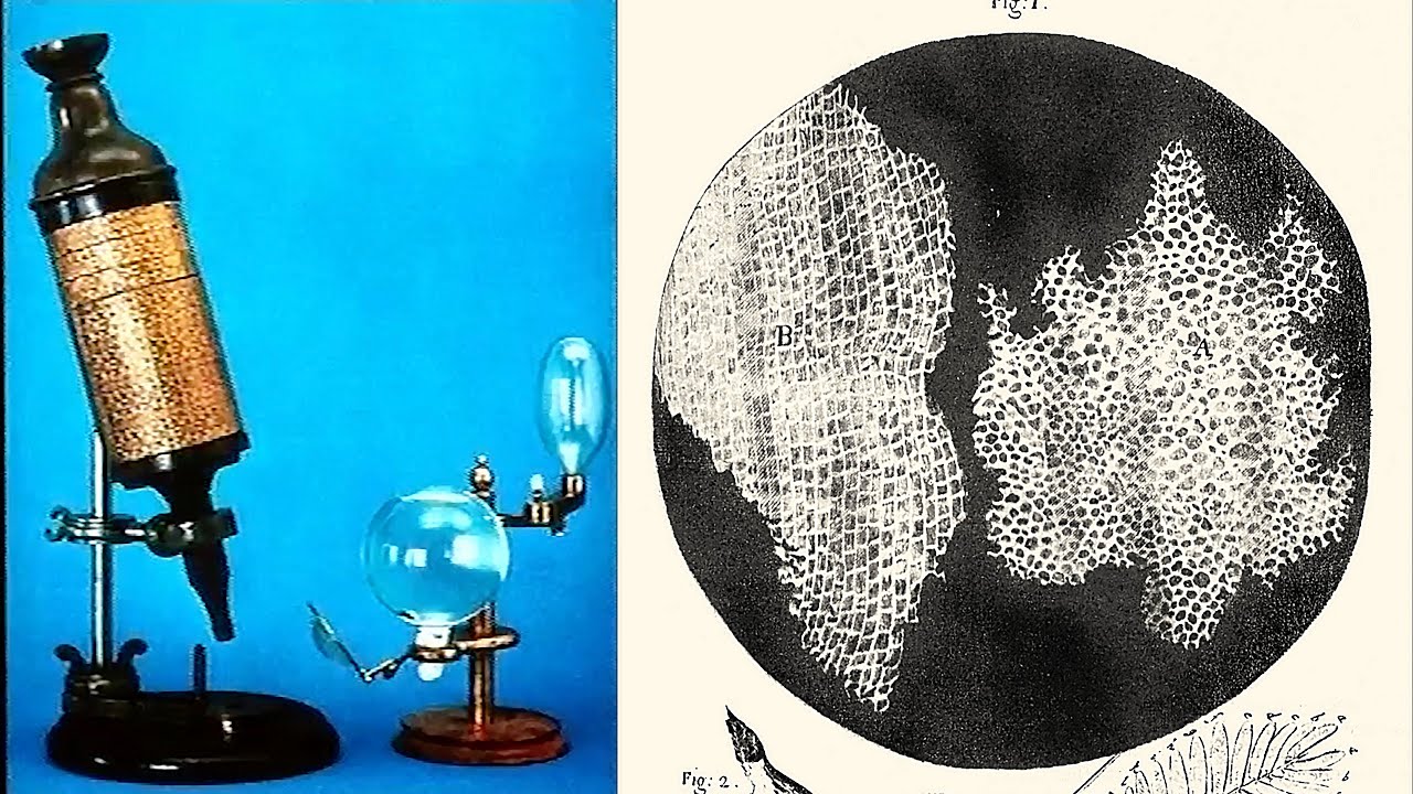 How Robert Hooke Discovered The Cell