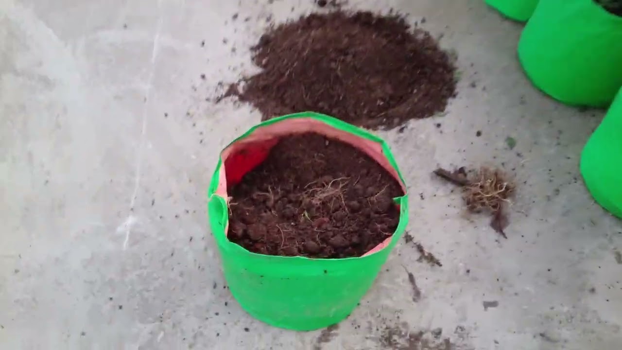 Terrace garden ka update video number 3#ter