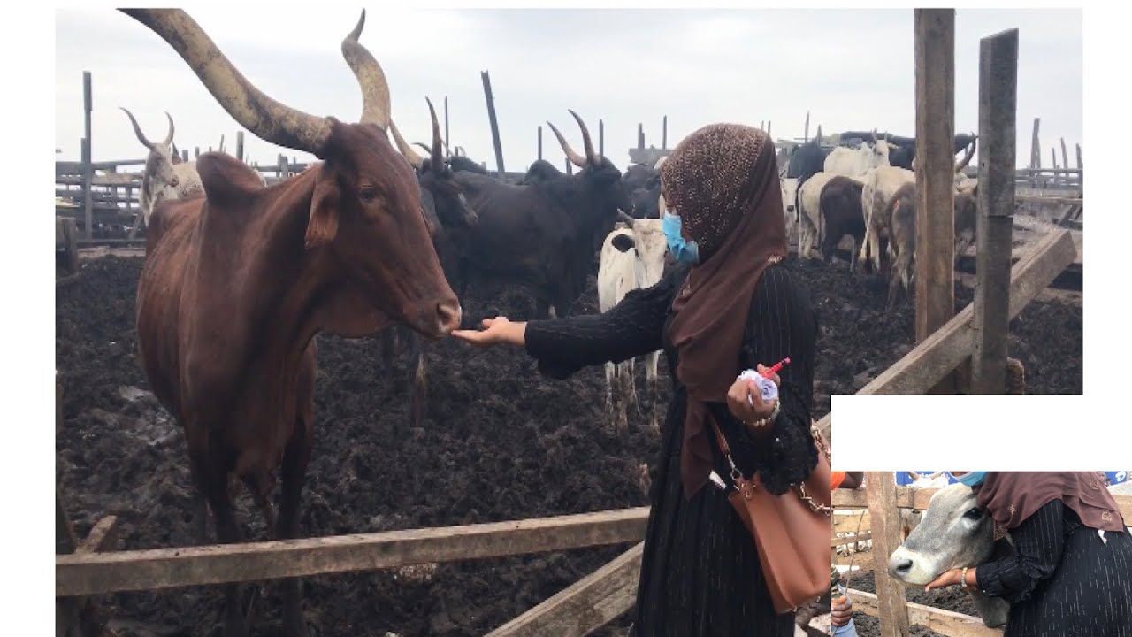 🥰Cattle hunting In Accra -Ghana for EiD/QURBANI