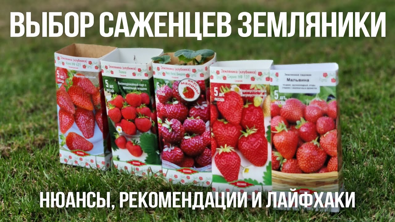 Лучшие сорта земляники садовой. Выращивание рассады земляники. Агротехника земляники (клубники)