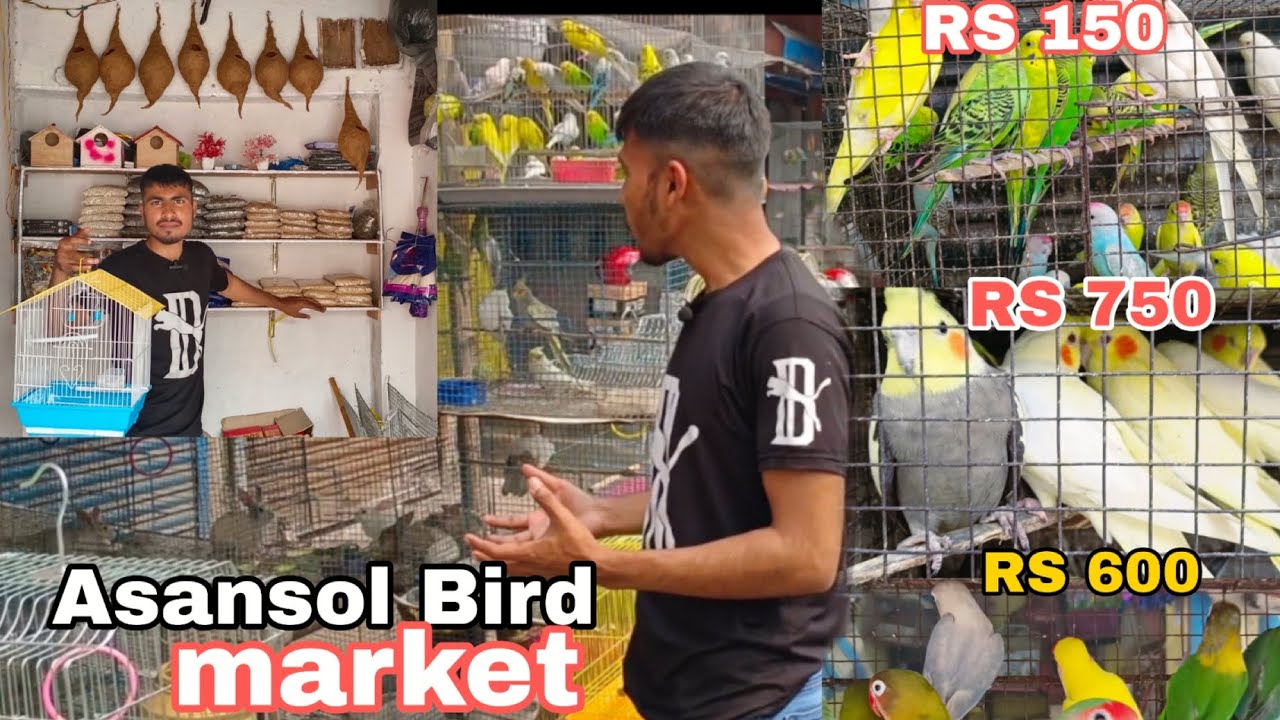 Asansol bird market/Asansol birds shop/cheapest  birds market