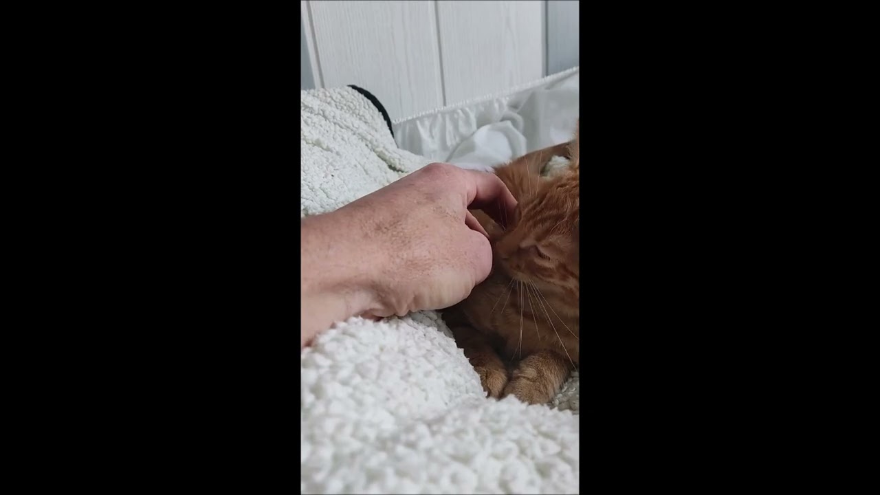 Chats de rôle strike back (putativement)