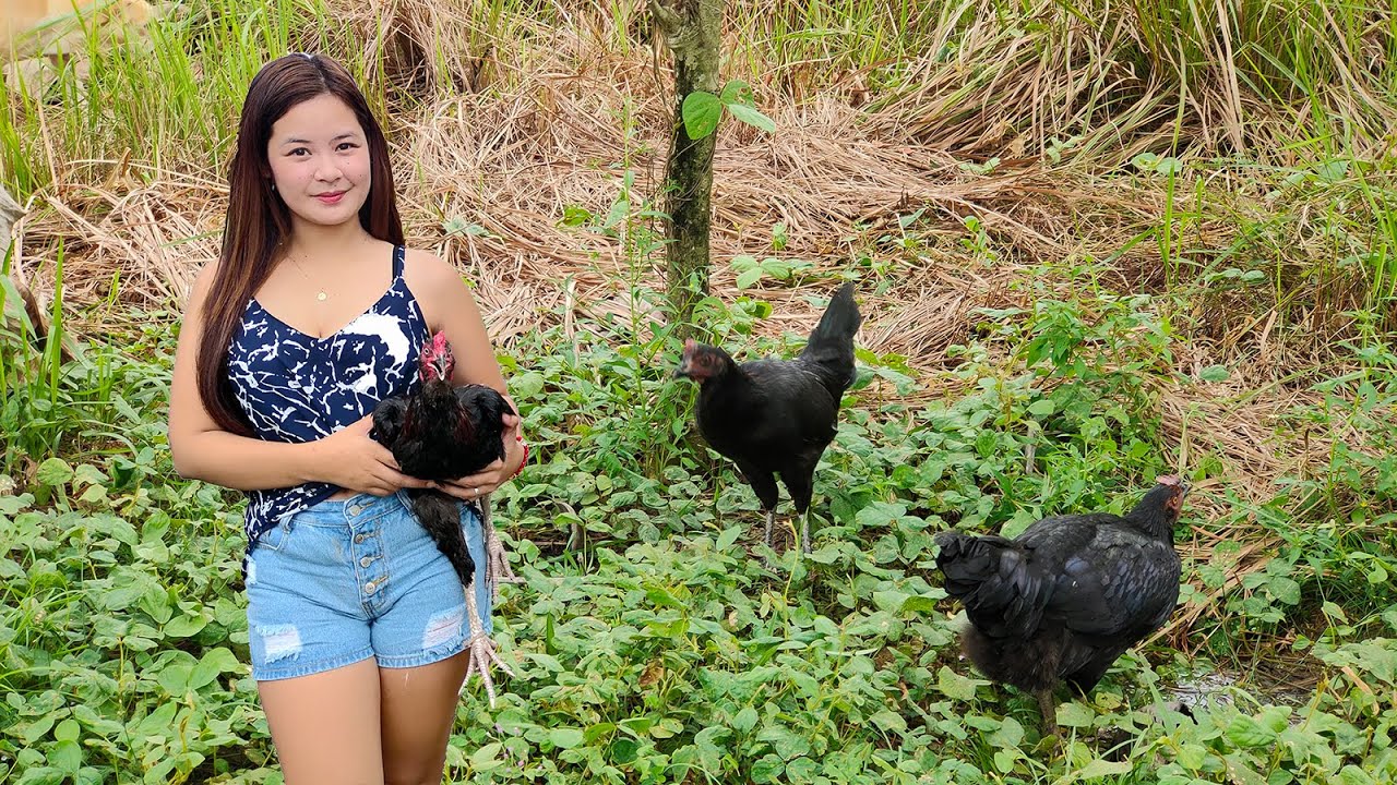 Basilan Native Chicken Breeder Trio - Magkano ang bili ko?
