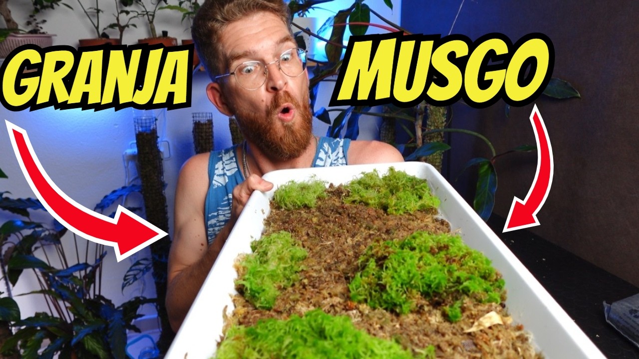 Cómo reproducir musgo de SPHAGNUM paso a paso