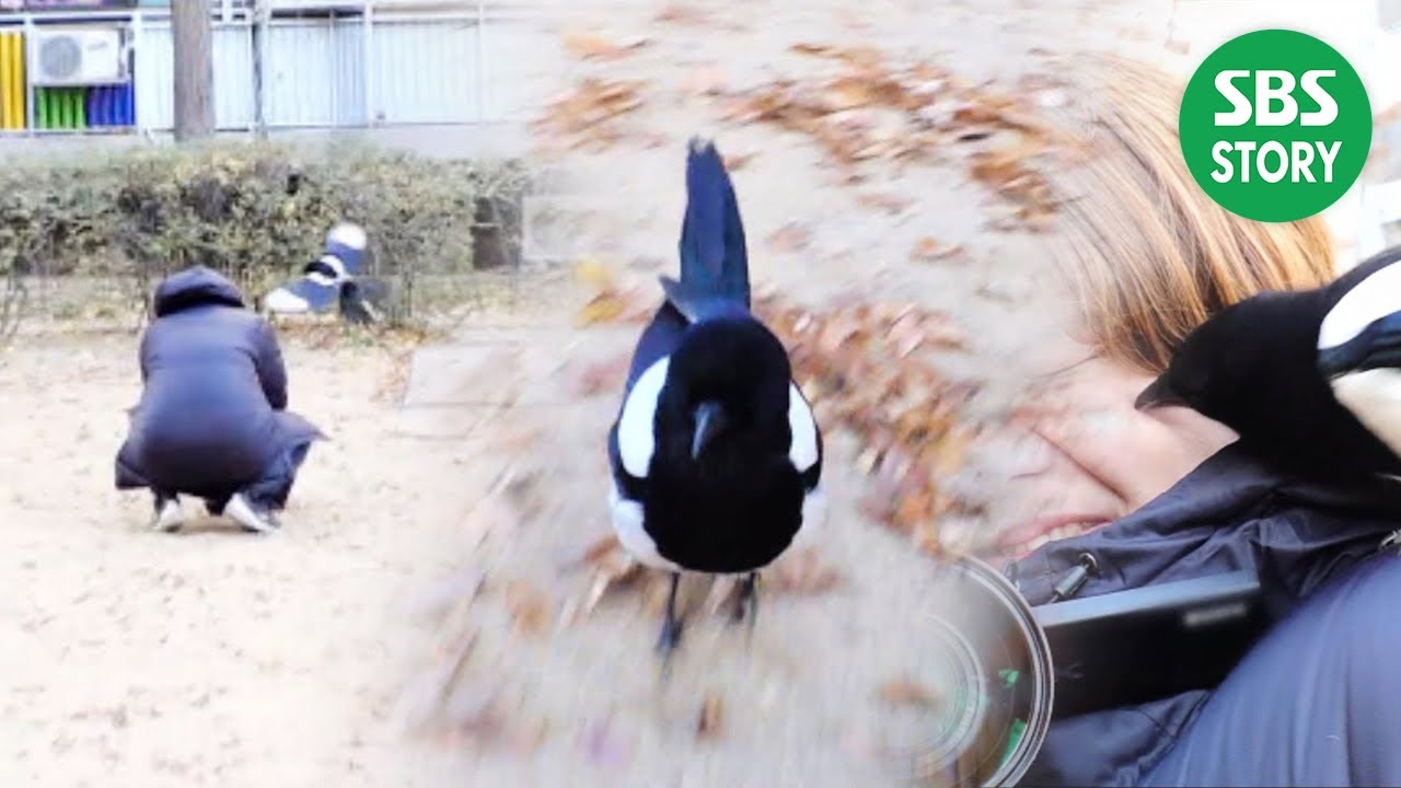 따라다니며 괴롭히는 &lsquo;양아치 까치&rsquo;의 제작진 몰이! (애잔) I TV동물농장 (Animal Farm) | SBS Story