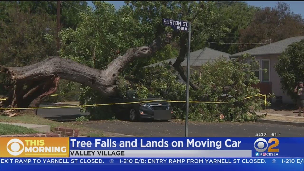 Large Tree Falls Right Onto Moving Car In Valley Village