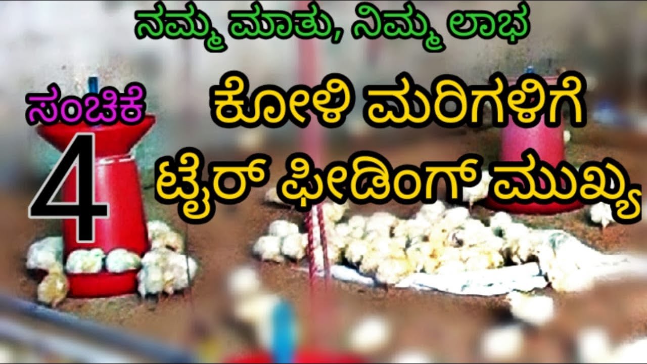 ಕೋಳಿ ಮರಿಗಳಿಗೆ ಟೈರ್ ಫೀಡಿಂಗ್ ಮುಖ್ಯ|| ಸಂಚಿಕೆ- 04 || Tyre Feeding is important || Episode-04 ||