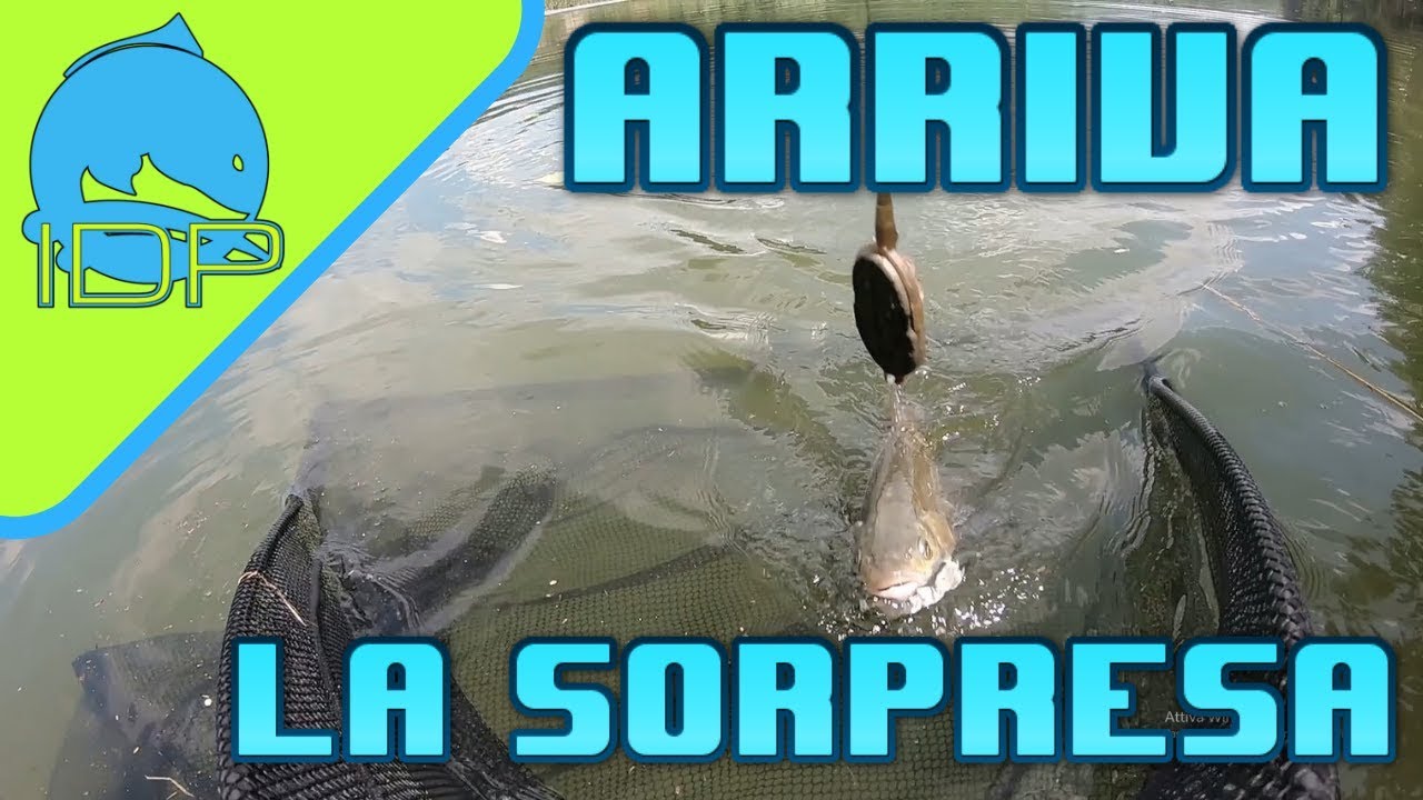 Una SORPRESA INASPETTATA!