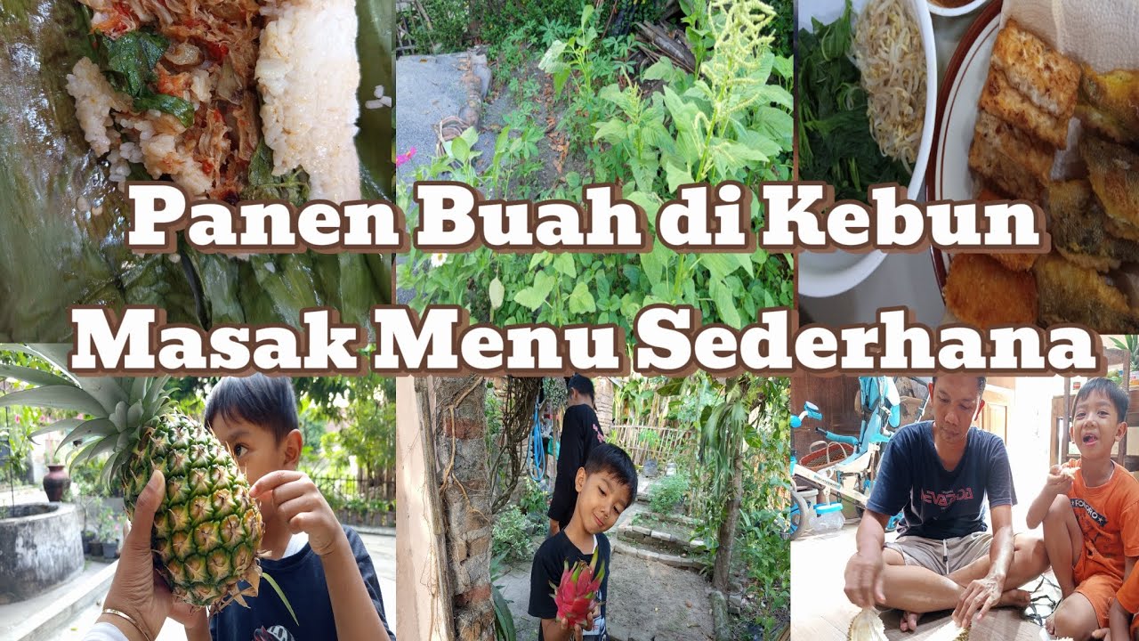 Panen 🍍dan Buah Naga || Masak Nasi Bakar || Petik Bayam dimasak Pecel