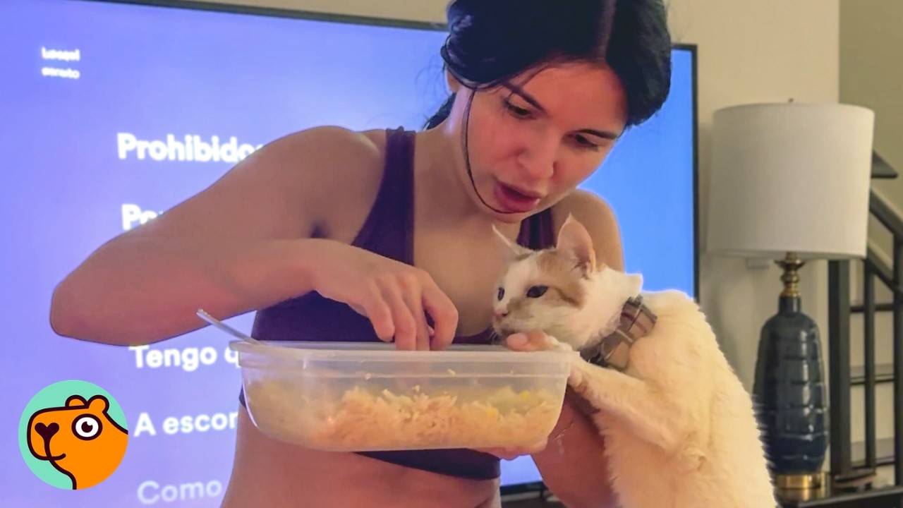 Senior Cat Gave Up On Life, Until New Family Showed Him Love | Cuddle Buddies