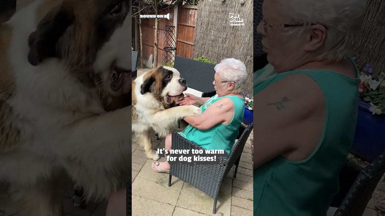 Saint Bernard Tries Giving Grandma Puppy Kisses