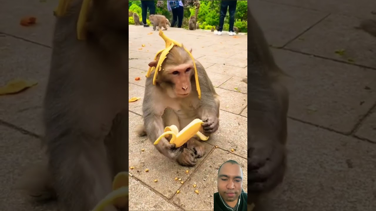 Monkey Has A Banana peel On It Head And Is Eating Bananas #subscribe #shorts #monkey #banana