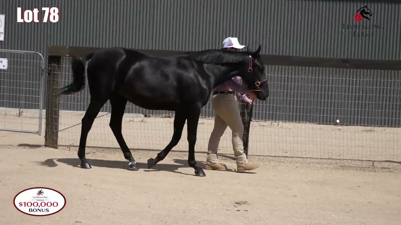 Lot 78 POSTER BOY / IRISH BLACK LABEL YEARLING FILLY