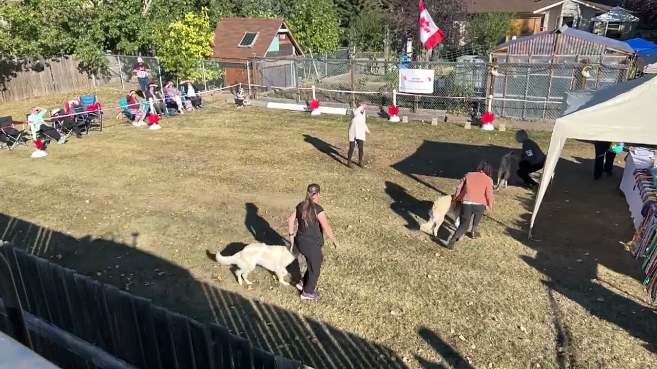 20220924 CSWS ISWS Canadian Silken Windhound National Specialty Show 1