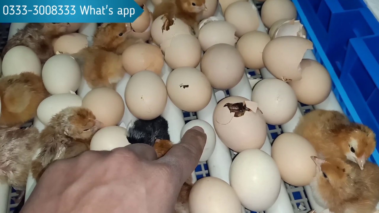 Incubator Result || Best Quality Incubator Result 2020 ||12v Dc Incubator Chicks Hatach