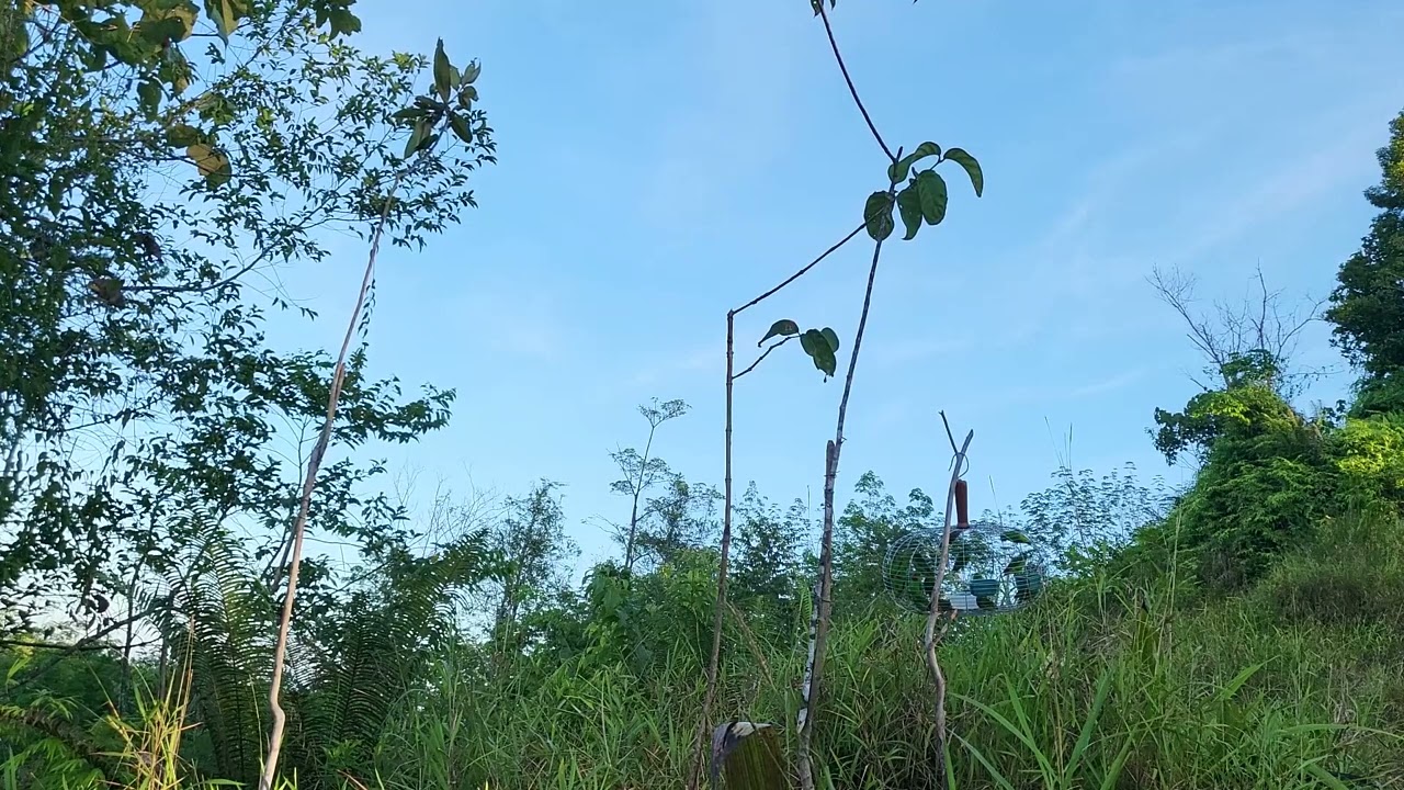 serunya memikat serindit di ulu bongawan gangster campuran pelapis dan pemikat lama dapat 3 point!!
