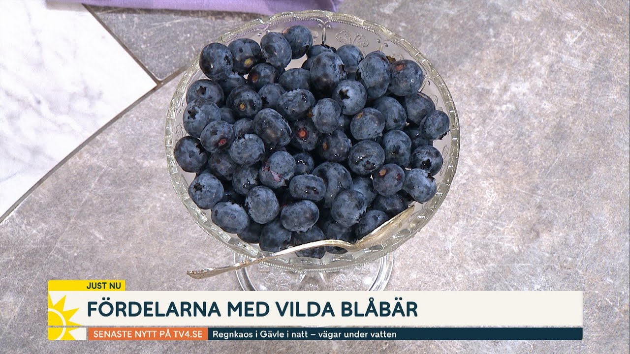 Därför ska du äta vilda blåbär | Nyhetsmorgon | TV4 & TV4 Play