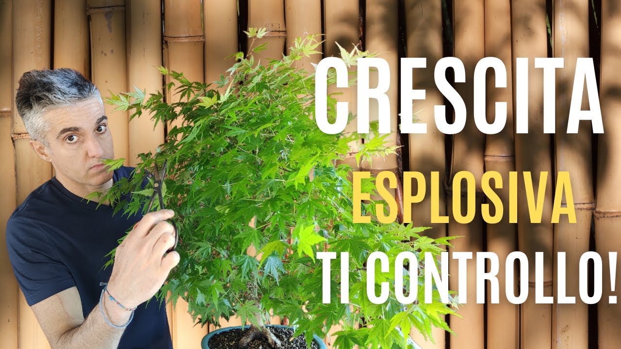 ACERI BONSAI GIAPPONESI potatura di mantenimento