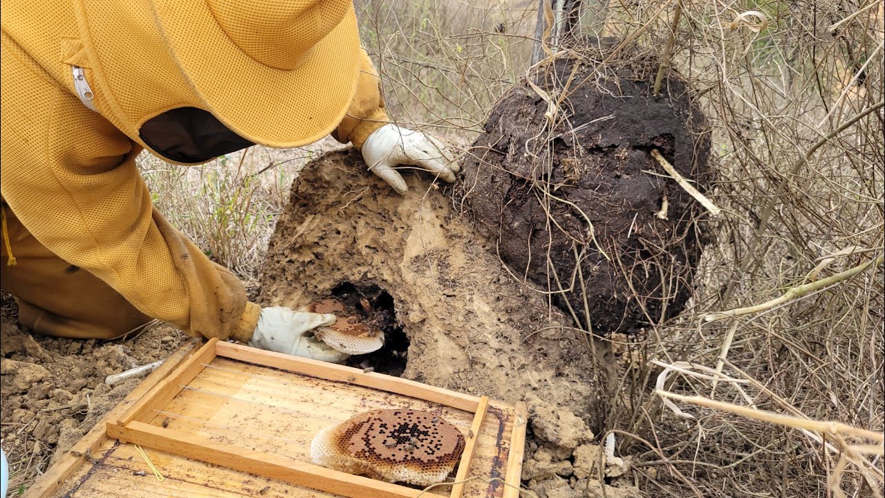 Enxame ATACANDO os Animais fomos retirar /captura para iniciantes 🐝🍯🙏
