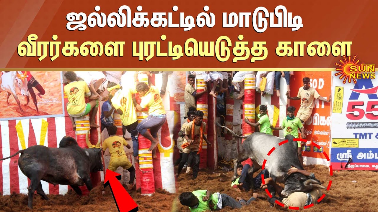 Jallikattu 2023 Highlights | ஜல்லிக்கட்டில் அசத்திய காளை மற்றும் வீரர்கள் | Pudukkottai | Sun News
