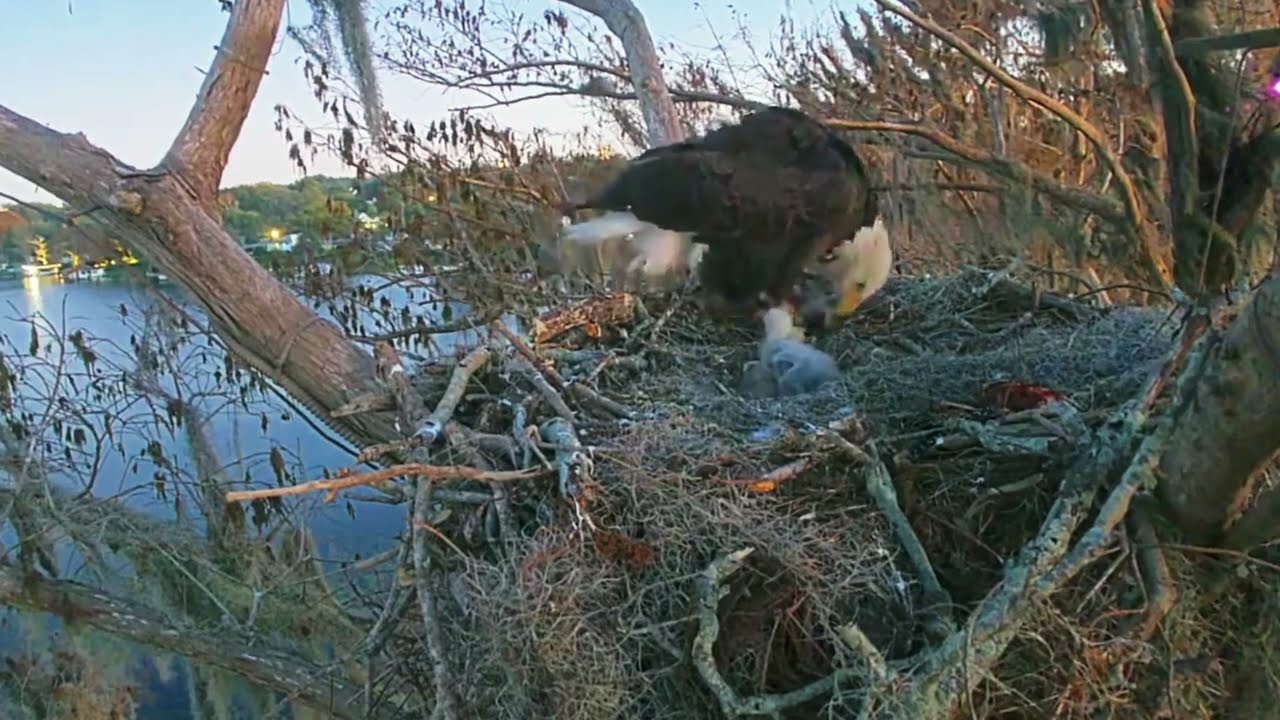 #baldeagle S03#P39 Review birds in nest with nature #birdslovers #birdsounds #birdsnest