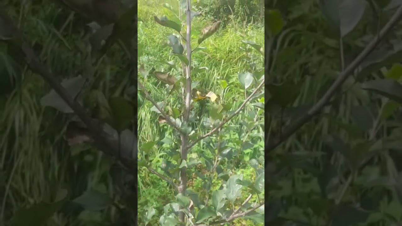 apple plant canopy 