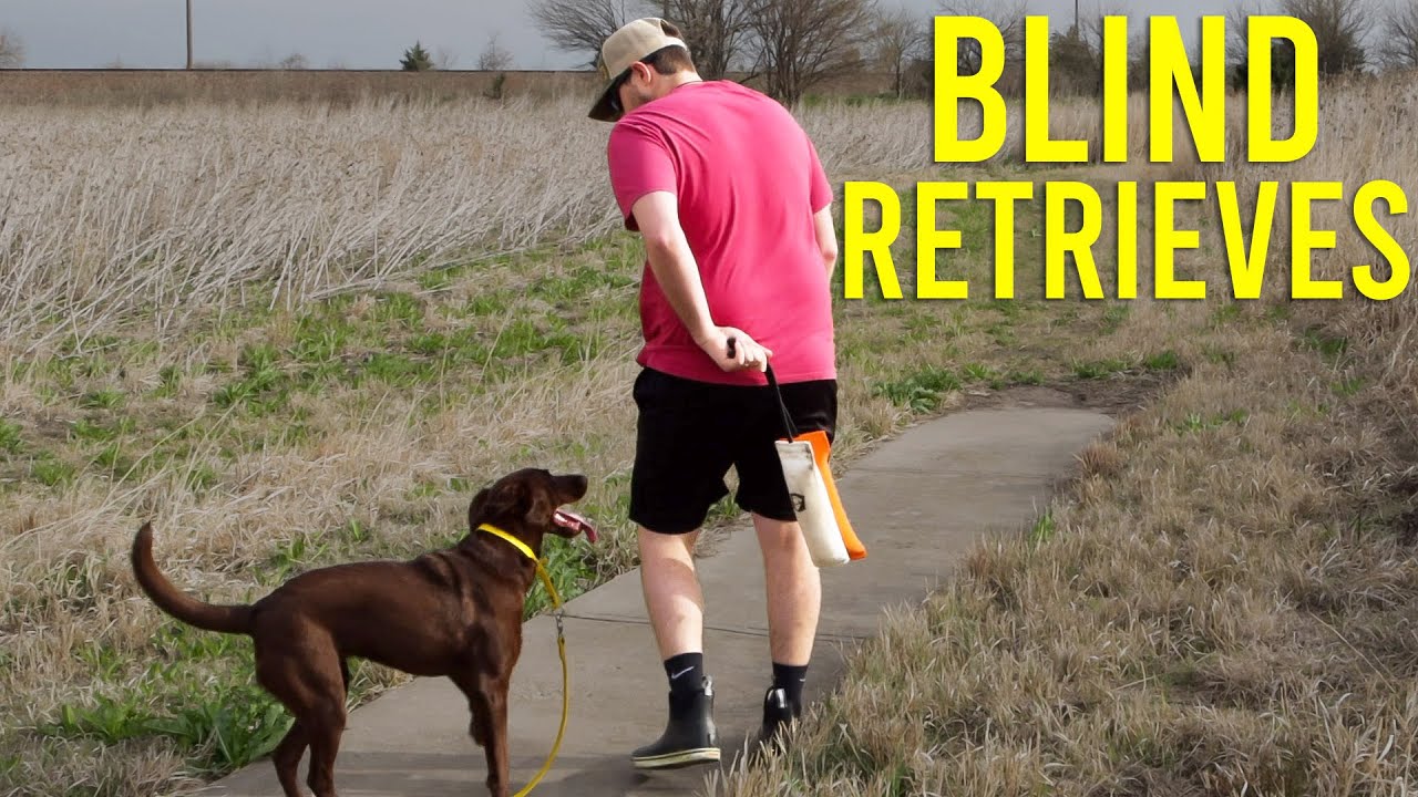 Can She Do It? (Blind Retrieves) | Training My Retriever