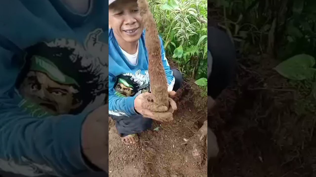 Panen singkong cantik 🥰