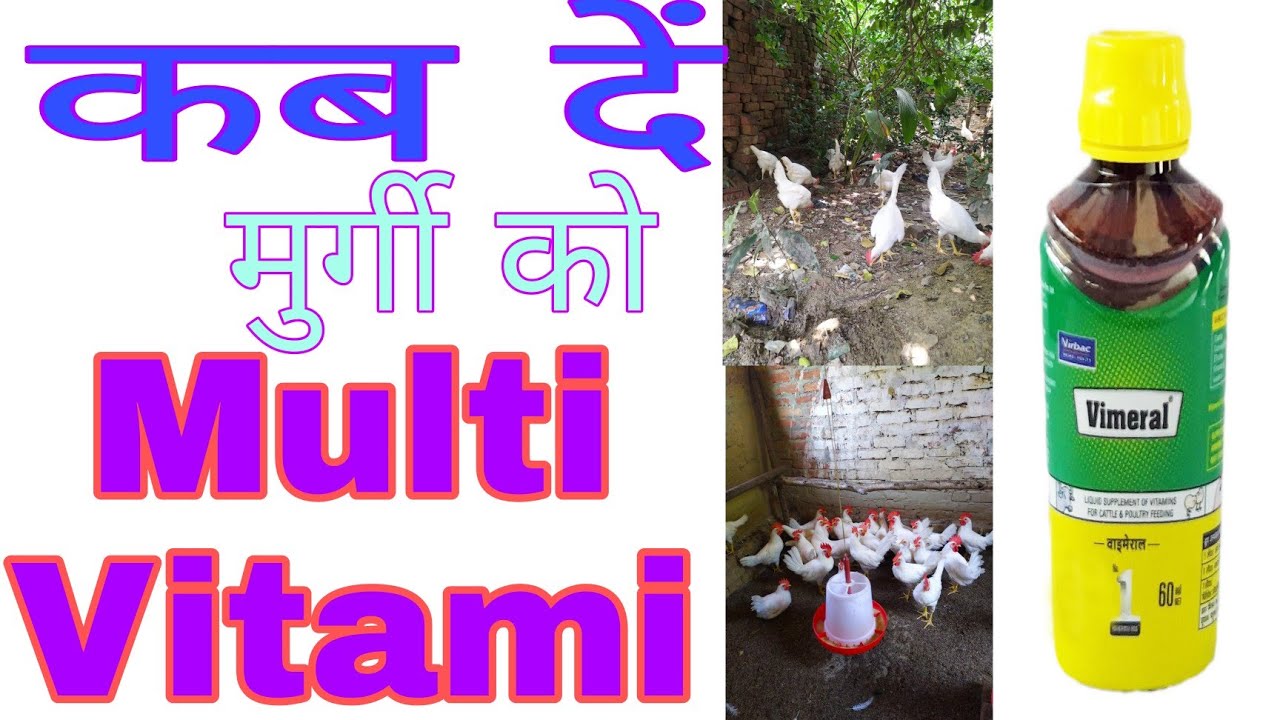Multivitamin murgi ko kab dena chahiye मुर्गी को मलविटामिन कब देना चाहिए #vimeral  @farmingeasy