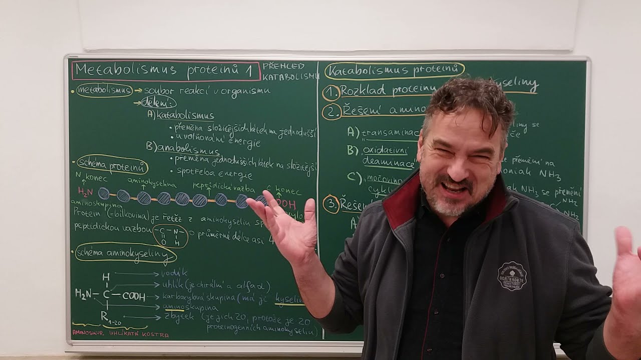 Metabolismus proteinů 01 - přehled katabolismu