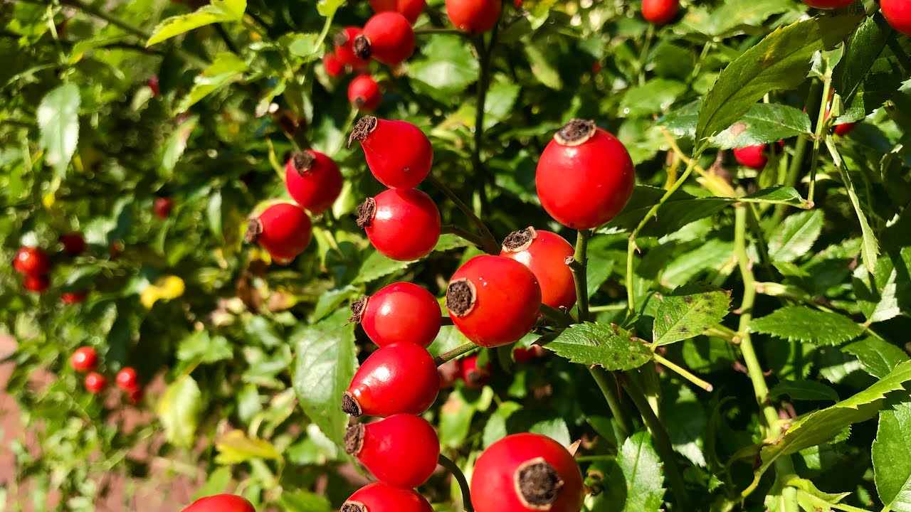 ⭐️⭐️⭐️SYROP Z DZIKIEJ RÓŻY - przepis DOMOWY