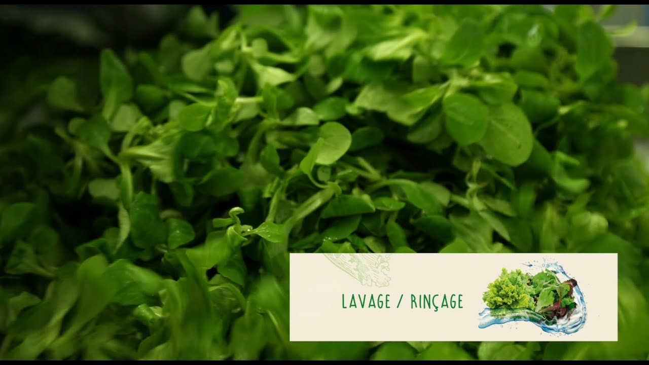 Les salades en sachet : 6 étapes pour un produit à la fraîcheur garantie